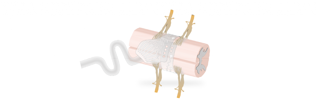 Cortec Airray Research Cuff Fetz Spinal Cord Label - Rhinoceros (1024x342), Png Download