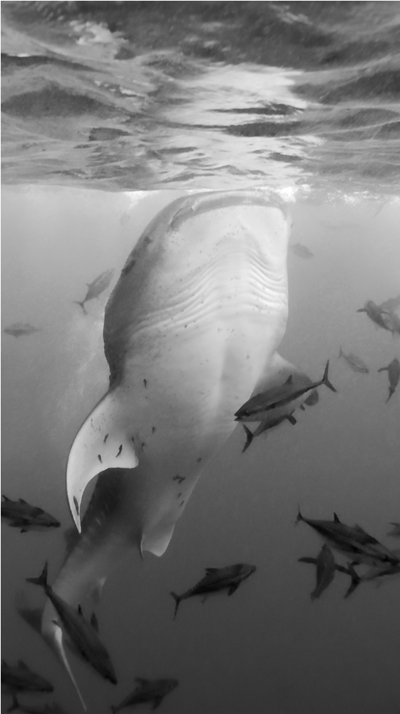 Whale Shark - Tiger Shark (1000x1000), Png Download
