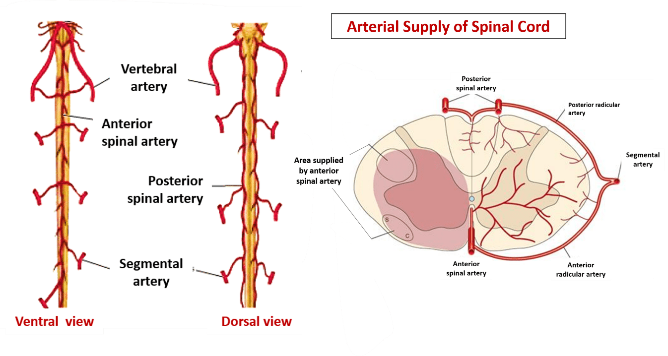 Describe The Arterial Supply Of Spinal Cord - Lumbar Vertebra Vascularization (1346x718), Png Download