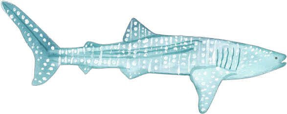 C - Pagel - Whale Shark (600x251), Png Download