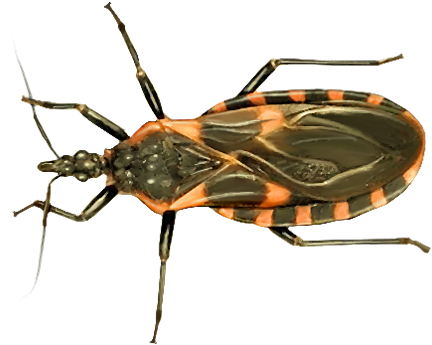 Kissing Bug Png Photos - Kissing Bug Transparent (500x385), Png Download