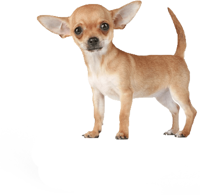 Imagenes En Png Chihuahua (400x398), Png Download