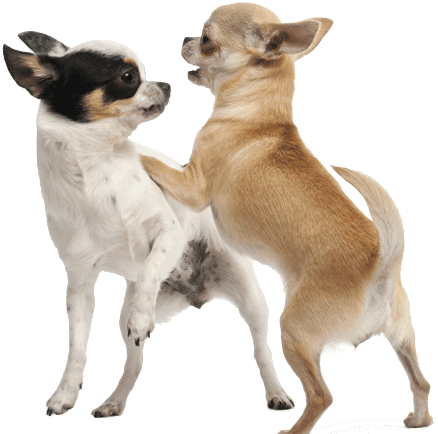 Introducing A New Dog To Your Chihuahua - Playing With Dog Png (438x434), Png Download