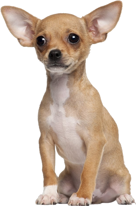 A Chihuahua - Tan Chihuahua Dog (567x710), Png Download