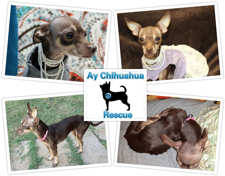 Donate - Chihuahua (800x800), Png Download