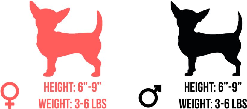 Most Chihuahuas Will Weigh Between 3 And 6 Pounds - Dog (1024x456), Png Download