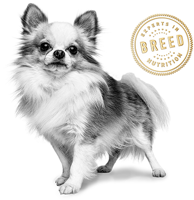 Chihuahua - Royal Canin Billboard (464x459), Png Download