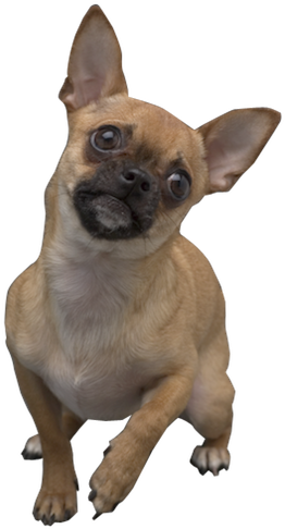 Why Choose A Tan Chihuahua To Be The Star Of Your Ecard - Transparent Chihuahua (285x500), Png Download