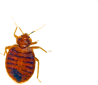 Good Thing Mother Bed Bug Is Not Acting Like The Easter - Bug Found In Bed (600x400), Png Download