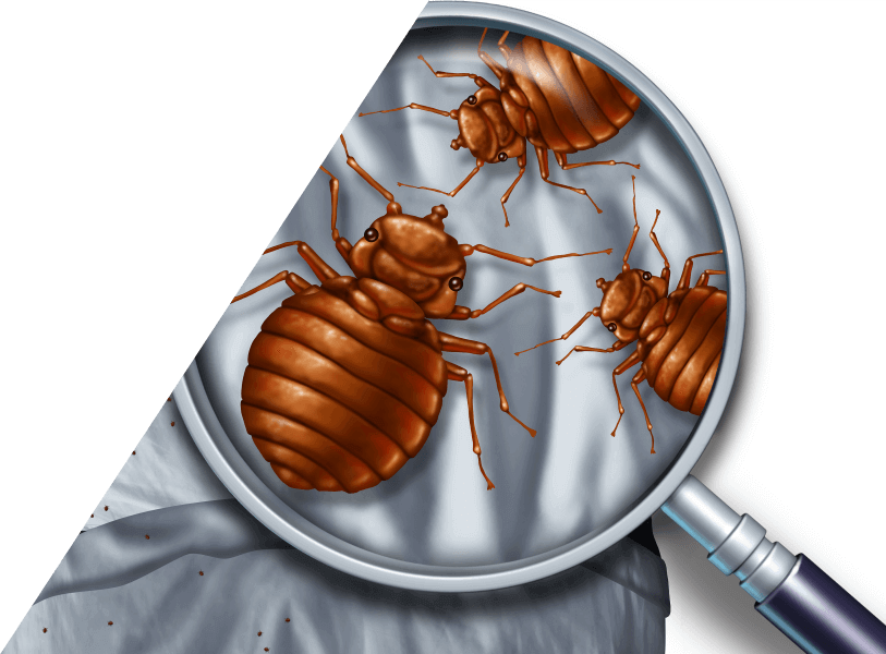 Bed Bug Facts - Looks Like Bed Bug But Smooth (813x600), Png Download
