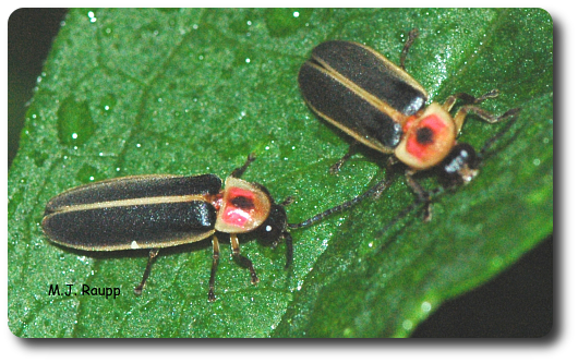 After A Long Night Of Flashing, Lightning Bugs Sip - Soldier Beetle (530x333), Png Download
