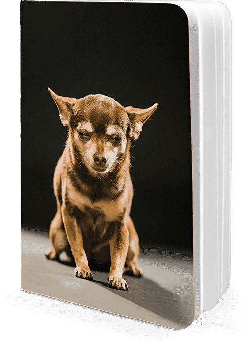Dailyobjects Evil Mastermind A5 Notebook Plain Buy - Companion Dog (600x700), Png Download