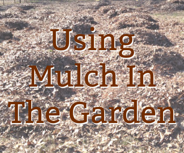 Mulch In The Garden - Calligraphy (600x500), Png Download