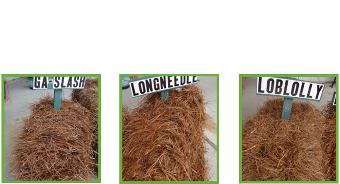 Slash Pine Png - Slash Vs Long Needle Pine Straw (720x403), Png Download