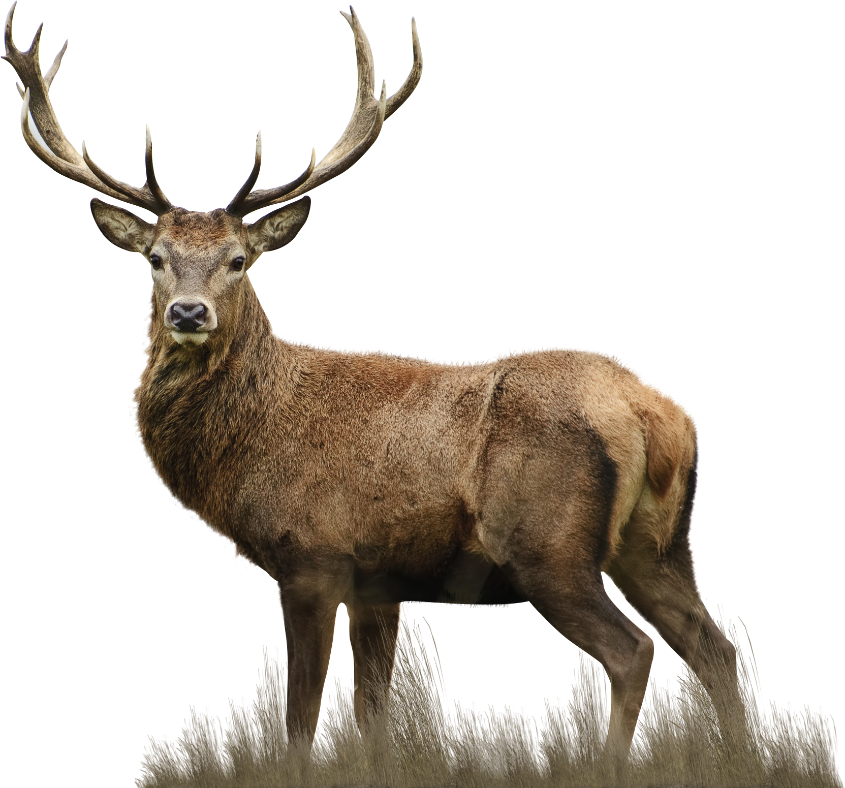 Plan For The Conservation And Improvement Of The Mule - Deer Pencil Drawn (1953x1638), Png Download