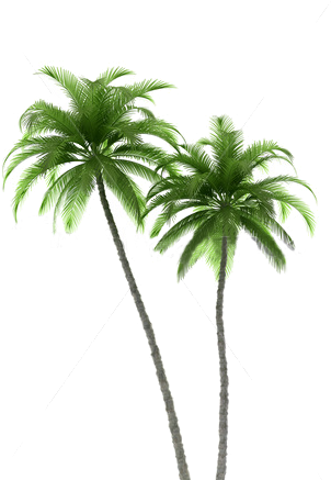 Palm Tree Art Print Of Original Watercolor Painting - Two Palm Trees (315x437), Png Download