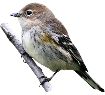 Yellow Rumped Warbler - Yellow Rumped Warbler No Background (390x361), Png Download