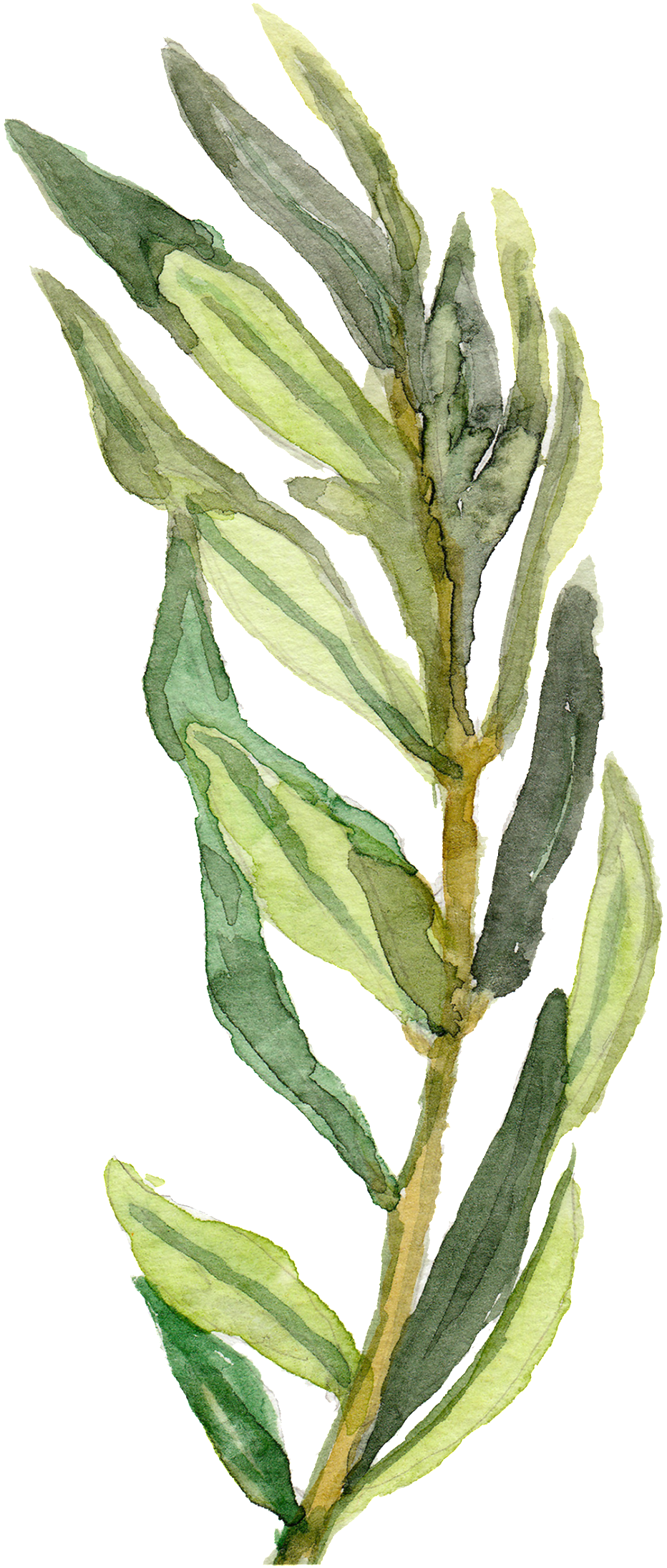 Hand Painted A Green Bamboo Leaf Branches Decorative - Watercolor Painting (1024x2318), Png Download