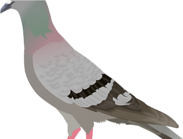 Dove Clipart Transparent Background - Pigeon Clipart (640x480), Png Download
