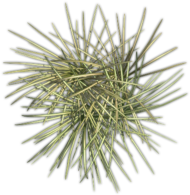 06 Feb 2009 - Pond Pine (450x450), Png Download