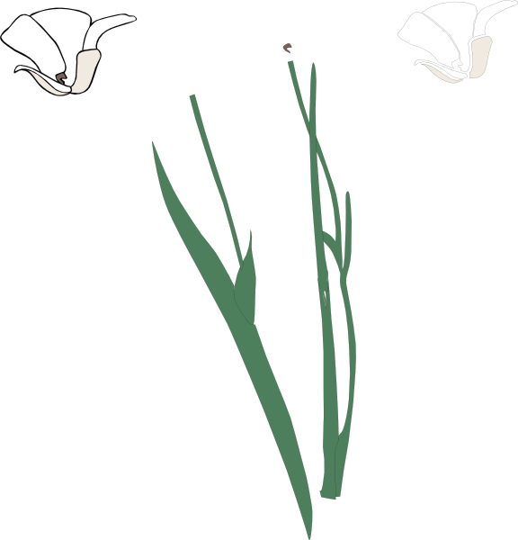 Original Png Clip Art File White Long Stem Flower Broke (576x600), Png Download
