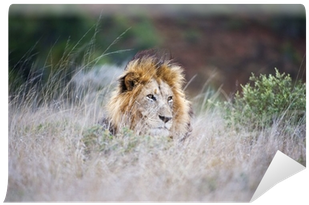 A Large Male Lion Lies In The Long Grass Wall Mural - Lion (400x400), Png Download