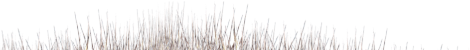 Imagetek Photography, Colorado's Best Team Sports And - Grass (1700x475), Png Download