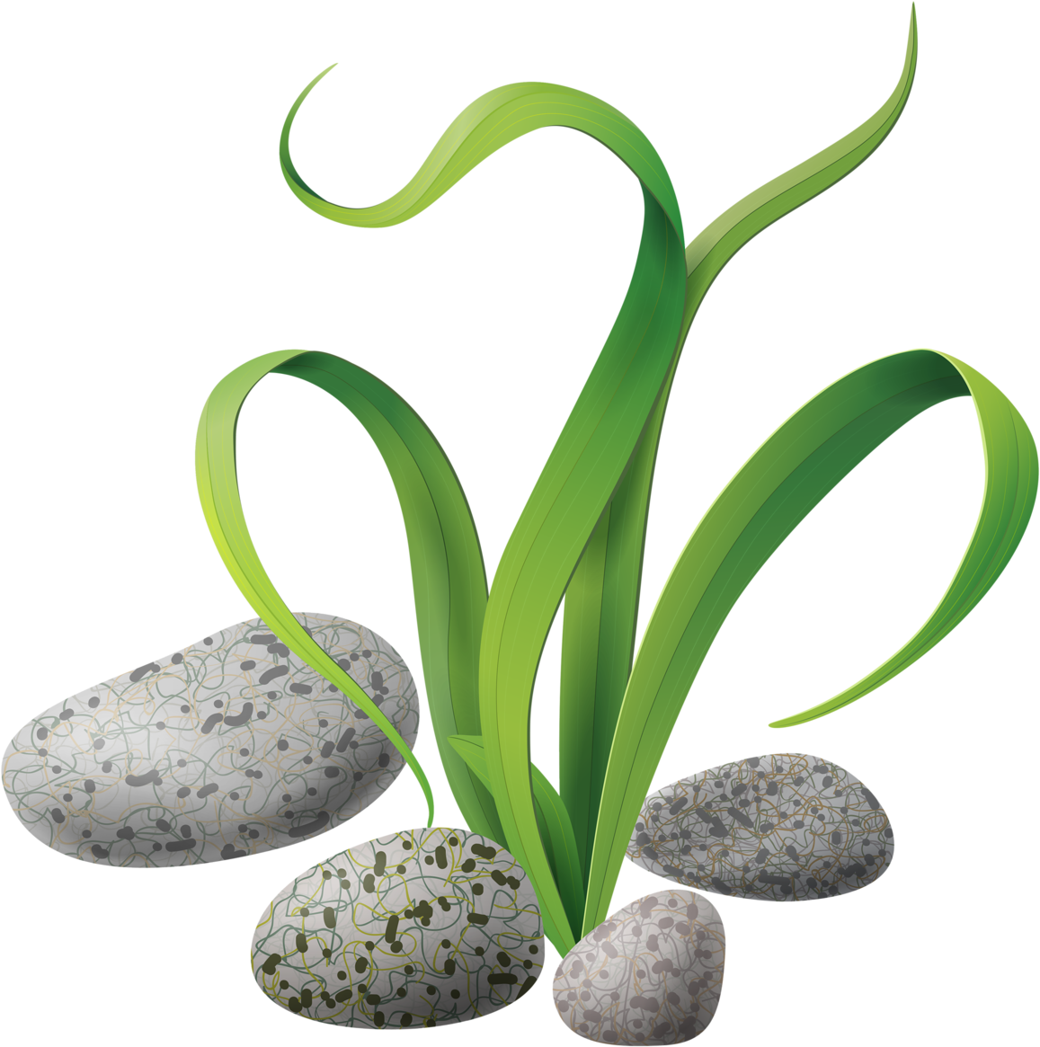Algae Stones Png Clip Art Scrapbooks And - สาหร่าย Vector (1205x1280), Png Download