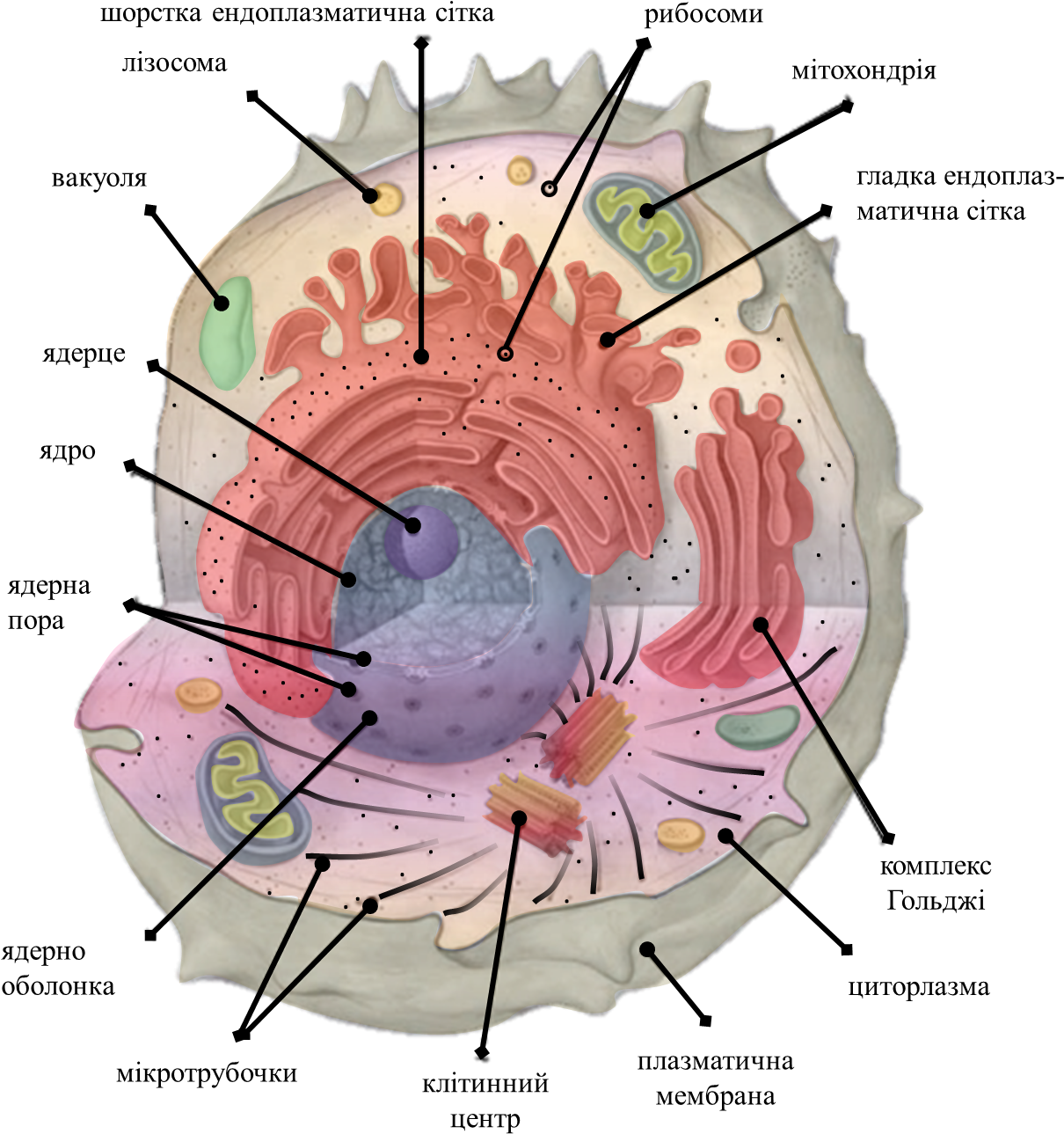 Icon For Template Of Cell Organelles - Labeled Cytosol (1389x1355), Png Download