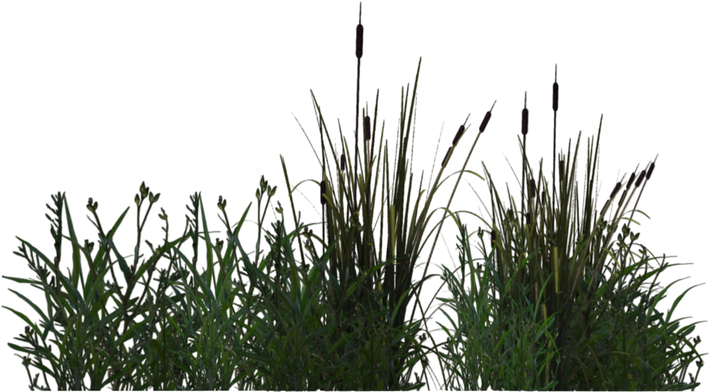 Pond Margin Plant - Pond Plants Png (1024x639), Png Download