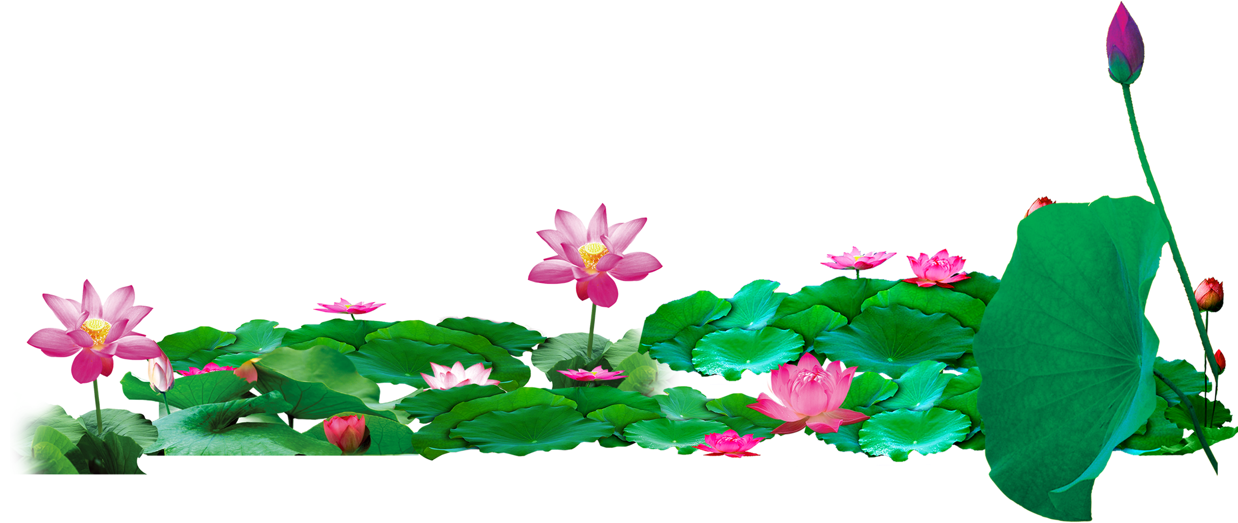 Pond Vector Lotus - Lotus Pond Png (5000x3000), Png Download