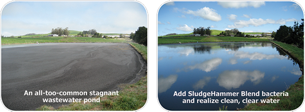 Algae Blooms In Ponds, Lakes - Wastewater Treatment Algae Ponds (600x220), Png Download