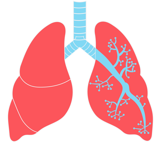 Lungs Free Download Png - Lungs Png (500x475), Png Download