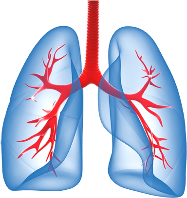 Lungs Png File - Lungs Png (409x409), Png Download