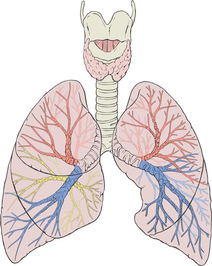 Lungs Diagram Detailed - Lungs Diagram Png (801x1024), Png Download