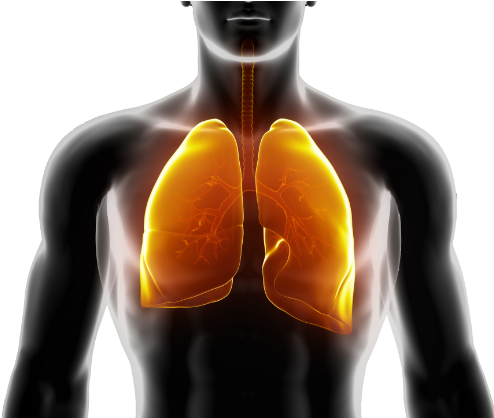 Lungs - Encyclopedia Of Lung Diseases And Research [book] (500x417), Png Download