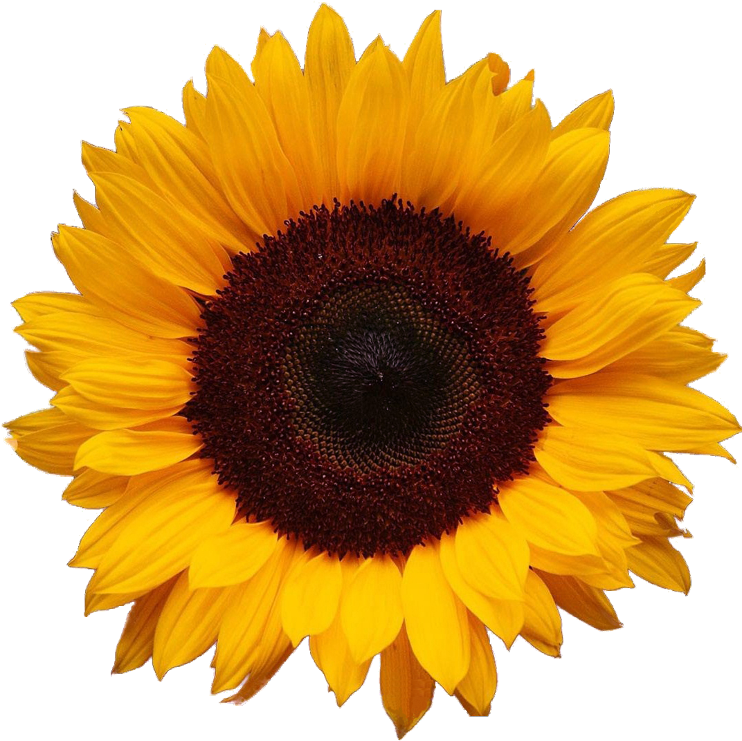 Sunflower Large 1,096×1,096 Pixels - Sunflower Png (1096x1096), Png Download