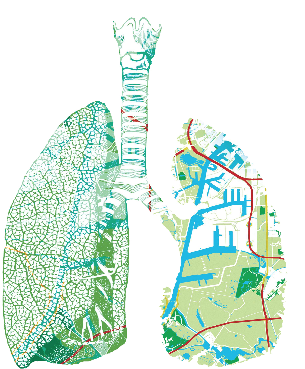 Lungs - Illustration (1276x1510), Png Download