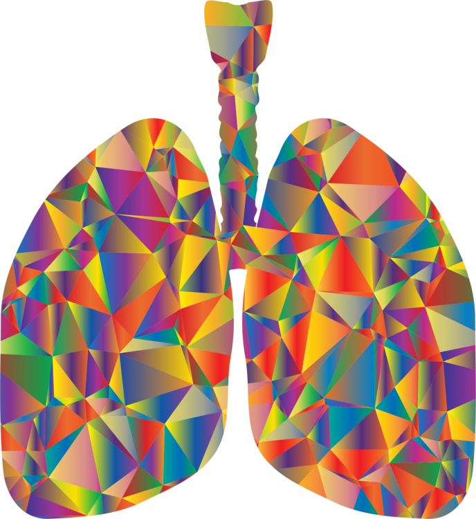 Lung Respiratory System Respiration Breathing Organ - Low Poly Lungs (688x750), Png Download