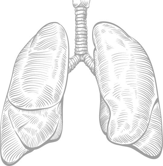 Deuce Strong Devon Williams Morgantown Wv But - Pencil Drawing Of Lungs (539x548), Png Download