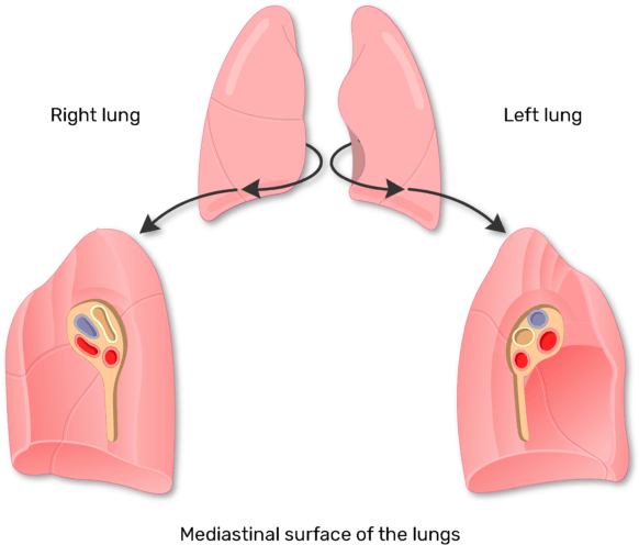 1 - Lung (770x550), Png Download