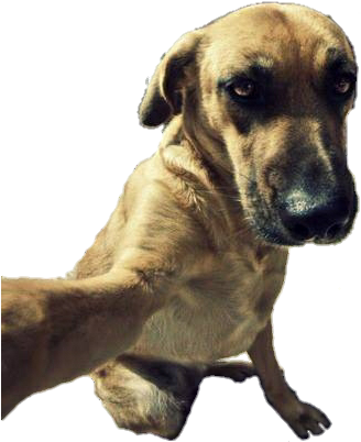 Selfie Dog Png - Selfie Dog (359x414), Png Download