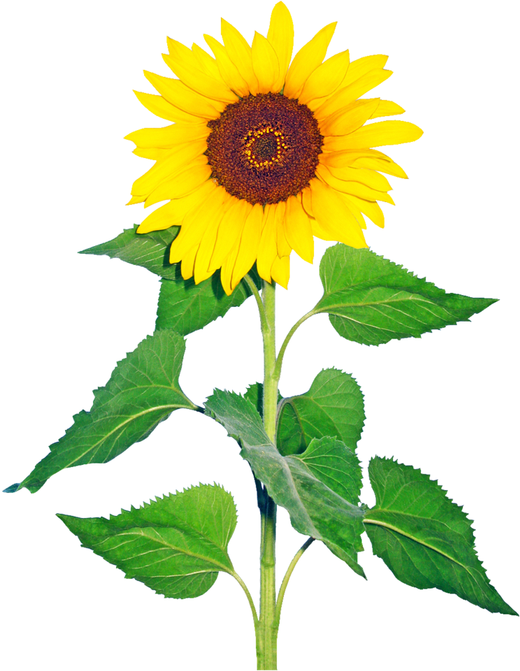 Sun Flower Transparent Png Image By Nick-jaipur On - Glory Days, God Has It All! (769x1038), Png Download