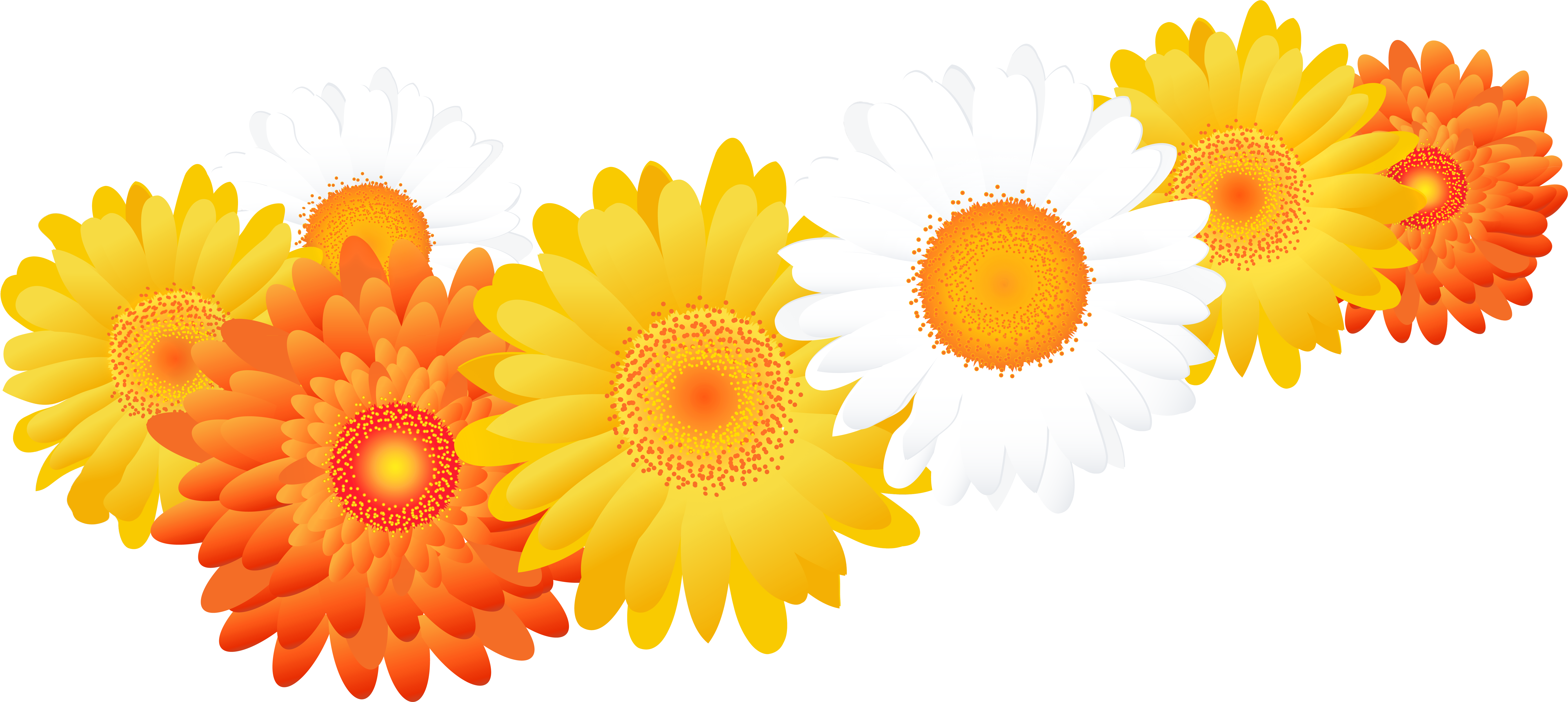 Gerbera Clipart Sunflower - Gerberas Png (7305x3368), Png Download