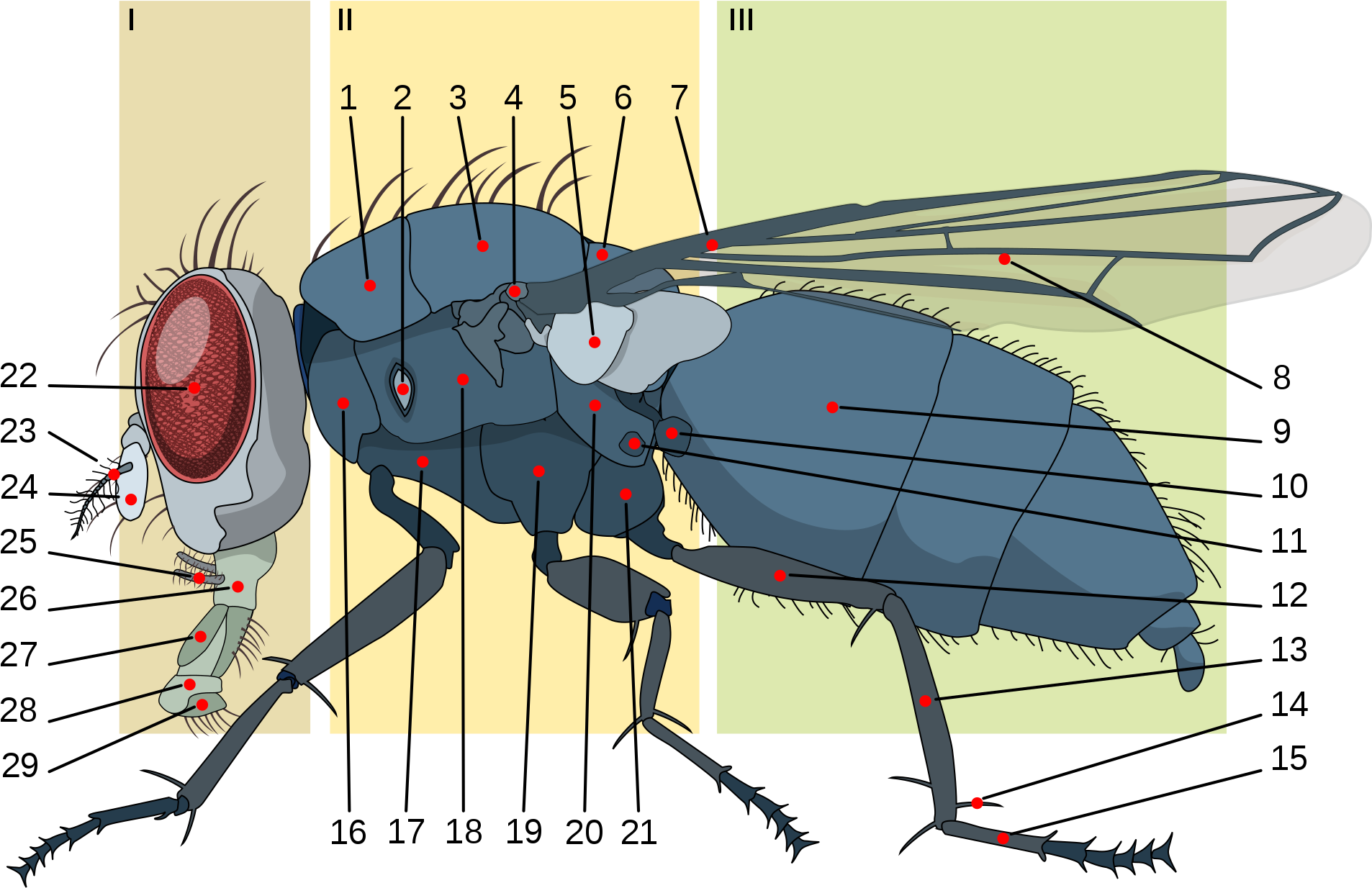 Open - Housefly Anatomy (2000x1327), Png Download