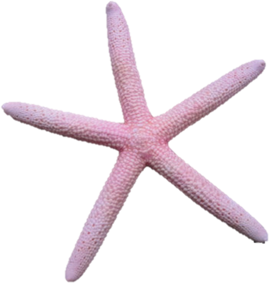 Vector Free Library Asteroidea On Emaze - Starfish Pink Png (891x669), Png Download