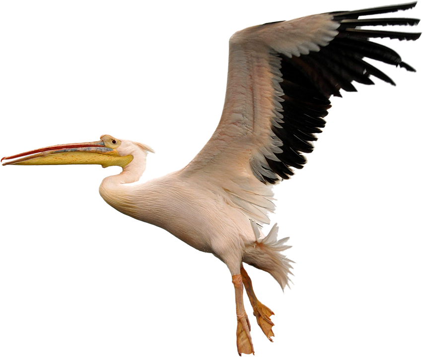 Flying Pelican Png Image Background - Pelican Flying Png (852x720), Png Download