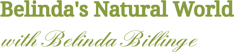 Belinda's Natural World - Calligraphy (879x318), Png Download