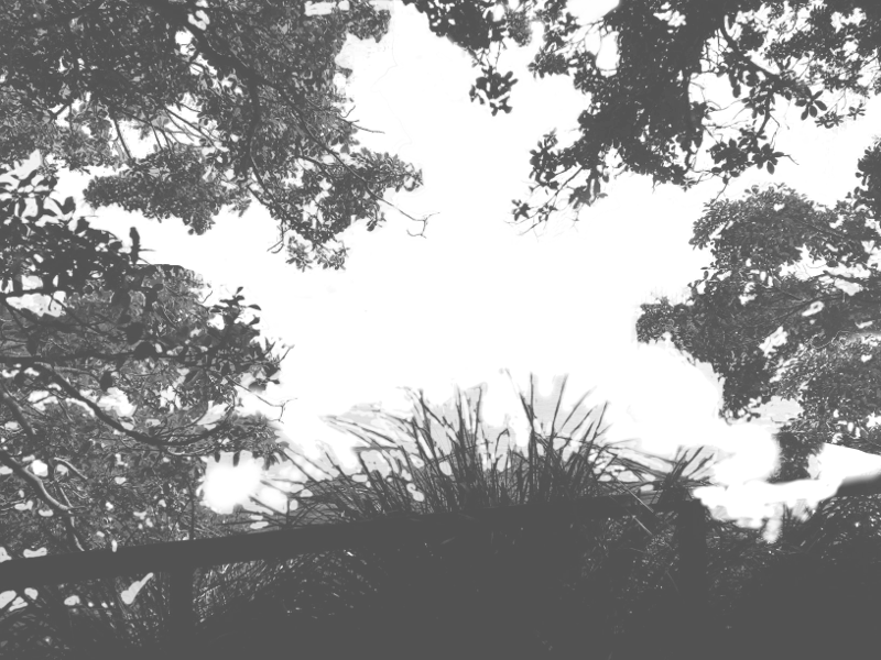 Tree Shadow Png - Shadow Of Trees Png (800x600), Png Download