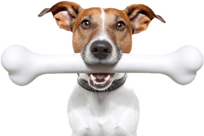 Ginny The Dog Live Webcam - Dog Chewing A Bone (775x515), Png Download